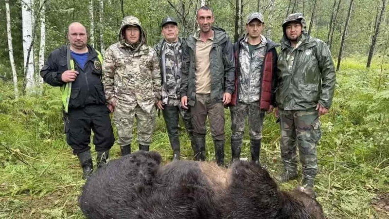 Охотники и охотинспекторы ликвидировали 12 медведей в Республике Алтай