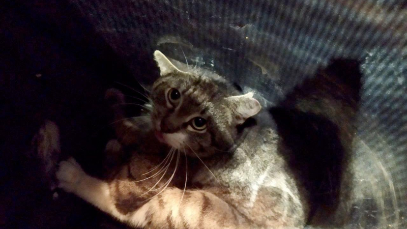 Кот Кузя, упавший в вентиляционную шахту